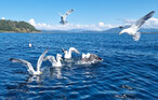 Feriehuse - Tansøy / Florø , Norge - N24130 28