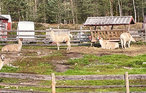 Ferienhaus - Svullrya/Finnskogen , Norwegen - N30224 19