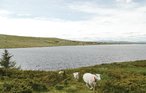 Feriehus - Rondane , Norge - N31144 12