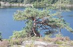 Semesterhus - Froland/Vågsdalsfjorden , Norge - N34223 35