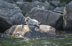 Feriehus - Farsund/Saltnes , Norge - N36581 24