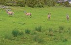 Semesterlägenhet - Hitra/Korshamna , Norge - N38145 12
