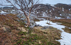 Location de vacances - Finnmark/ Snefjord , Norvège - N39960 11