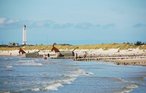 Ferienhaus - Blåvand , Dänemark - P32429 18