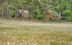Feriehus - Jaszczerek , Polen - PKA663 20
