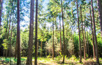 Feriehus - Kaplityny , Polen - PMA559 33