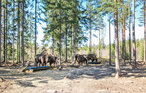 Feriehus - Kosta Lodge , Sverige - S35347 15