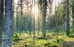 Semesterhus - Nyskoga/Torsby , Sverige - S73384 44