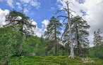 Semesterhus - Gördalen Fulufjället , Sverige - S84153 7