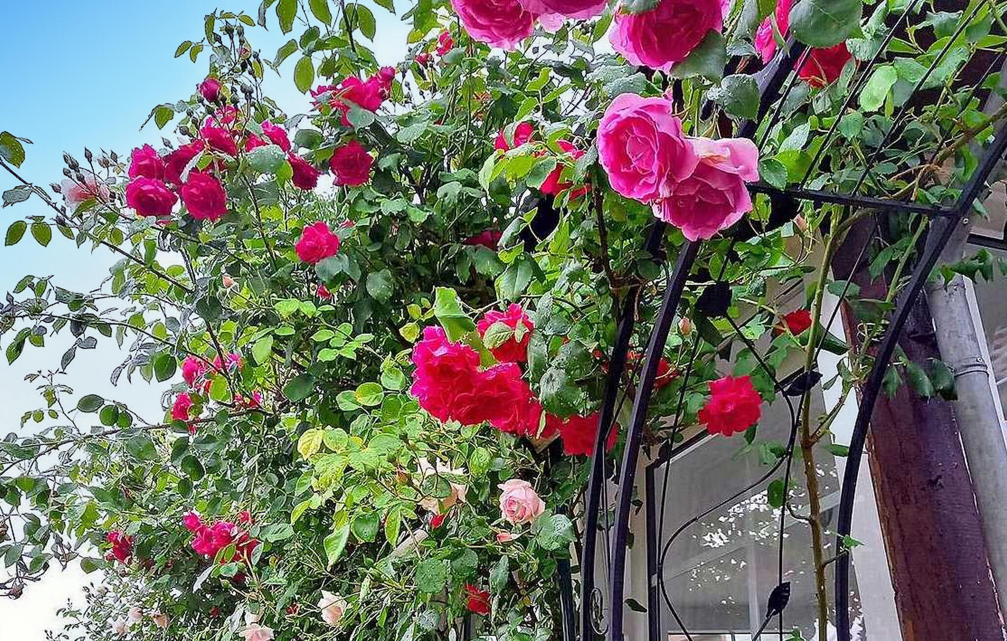 Vakantiehuis met omheinde tuin in Woldegk (Duitsland) 1 hond is welkom