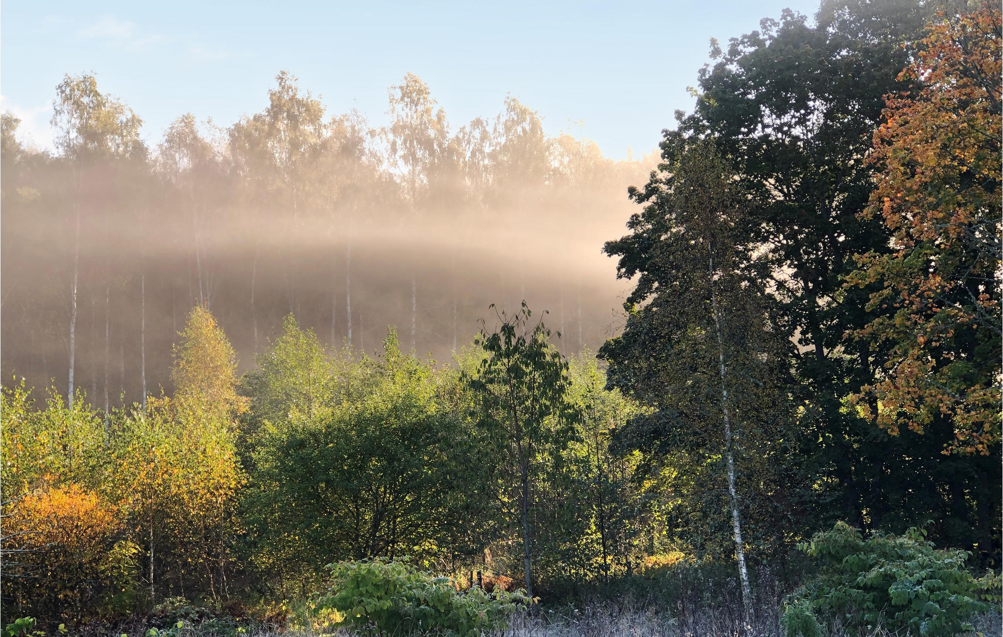 Ferienhaus in Olofström (Schweden) und 2 Hunde erlaubt