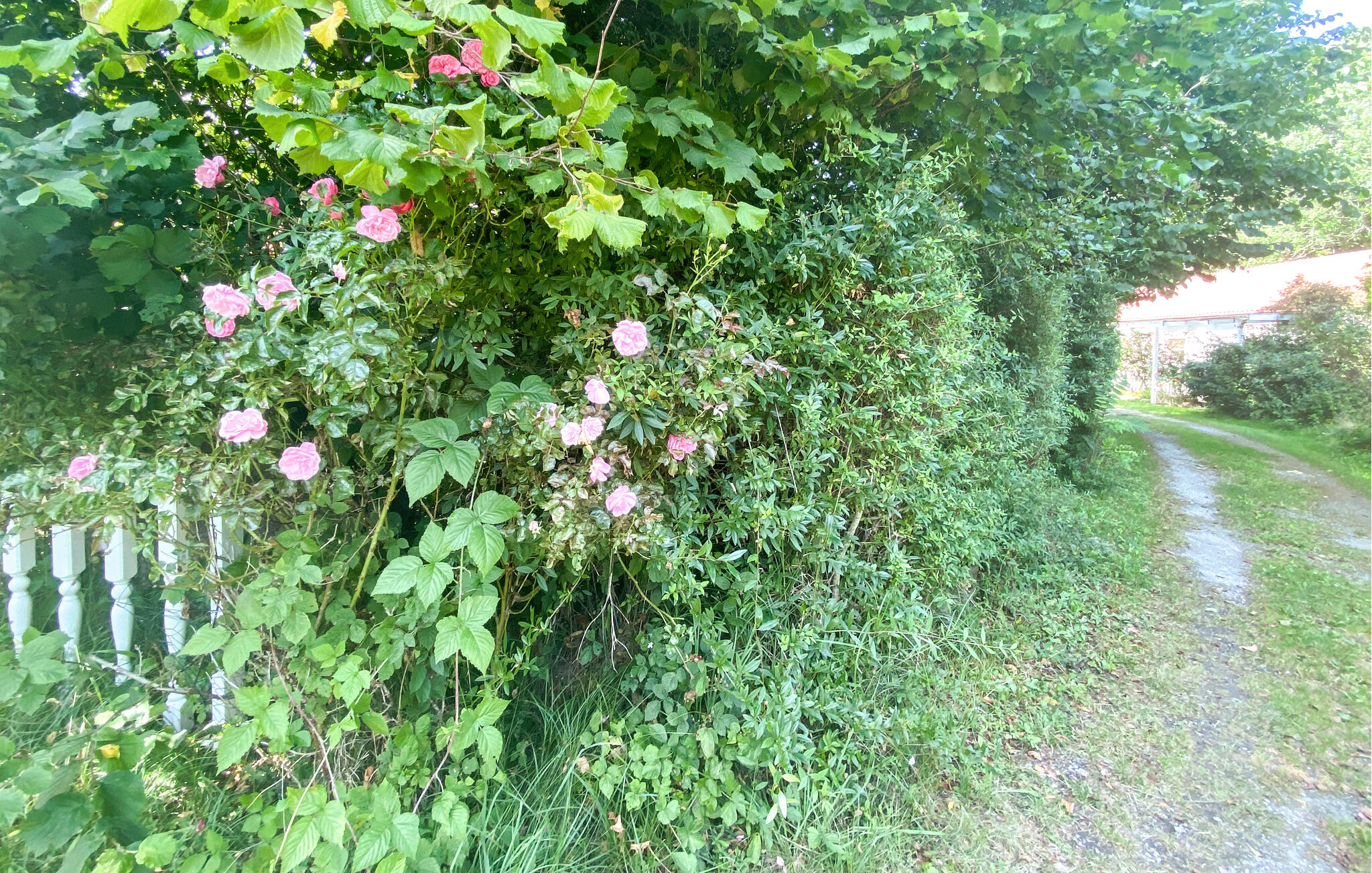 Ferienhaus in Hälludden/Byxelkrok (Schweden) und 2 Hunde erlaubt