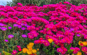 Holiday Home - Malmo , Sweden - S99999 901