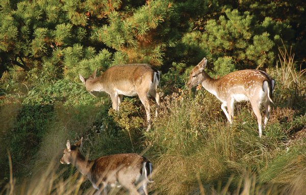 Feriehuse - Ho-Blåvand , Danmark - A3303 906