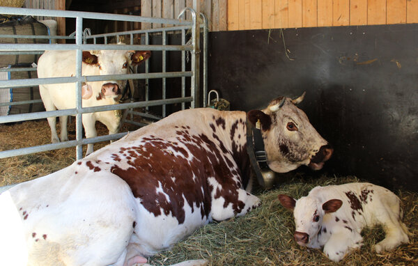 Domy wakacyjne - Schönwies , Austria - ATA347 107