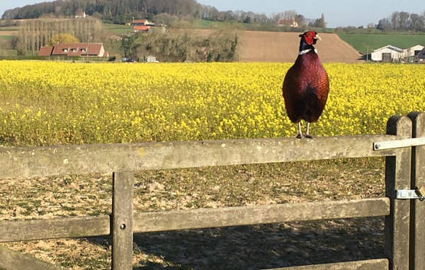 Kuća-za-odmor - Kemmel , Belgija - BVA172 109