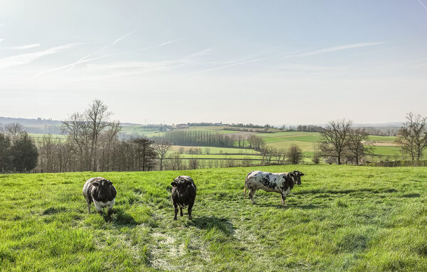 Vakantiehuis - Oudenaarde , België - BVO024 204