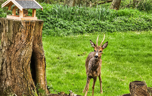 Domy wakacyjne - Lemvig Strand , Dania - C71007 9