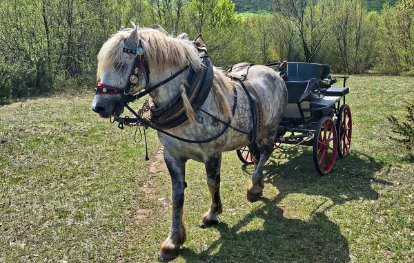 Feriehus - Gospic-Divoselo , Kroatien - CCL353 102