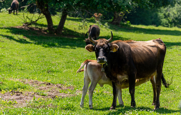 Ferienhaus - Gospic - Debelo Brdo , Kroatien - CCL357 103