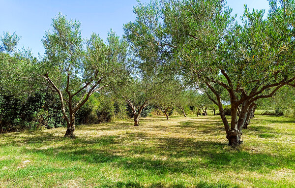 Domy wakacyjne - Zadar - Nadin , Chorwacja - CDI990 104
