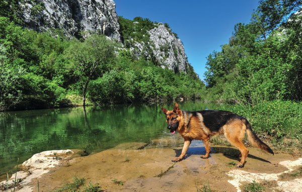 Domy wakacyjne - Makarska-Kresevo , Chorwacja - CDT327 905