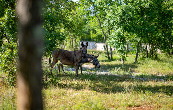 Domy wakacyjne - Zadar - Krusevo , Chorwacja - CDY180 104