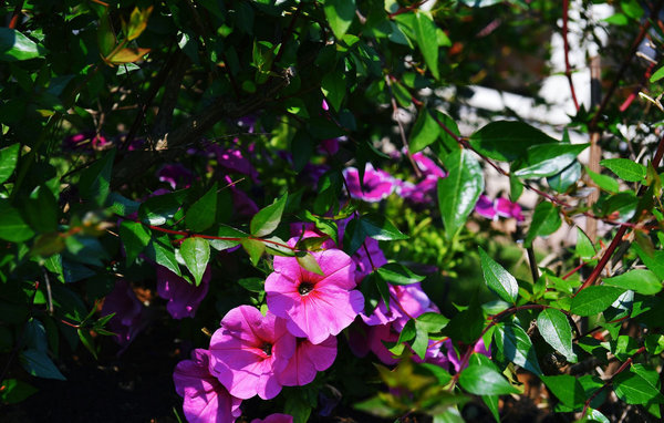 Feriehus - Tinjan , Kroatia - CLI301 101