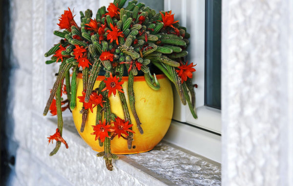 Feriehus - Tinjan , Kroatia - CLI301 102