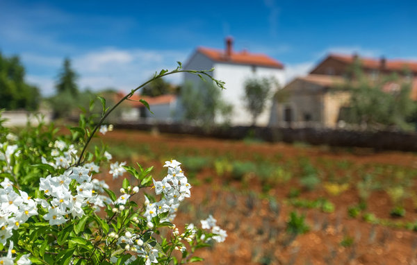 Feriehuse - Svetvincenat , Kroatien - CLI607 106