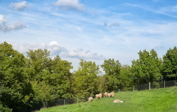Domy wakacyjne - Labin , Chorwacja - CLS127 106