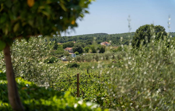 Ferienhaus - Porec , Kroatien - CLT113 201
