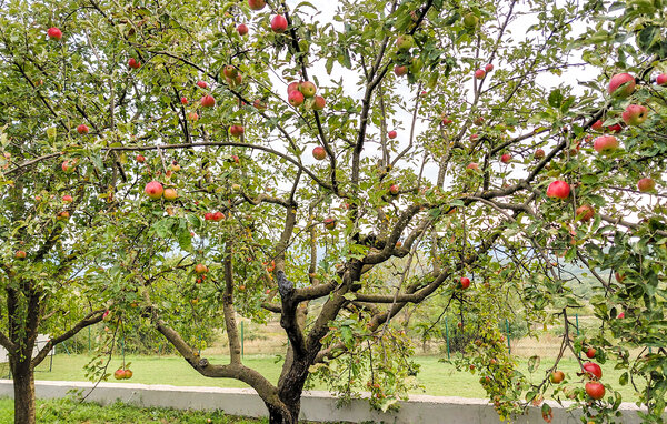 Kuća-za-odmor - Split - Dicmo , Hrvatska - CSC385 107