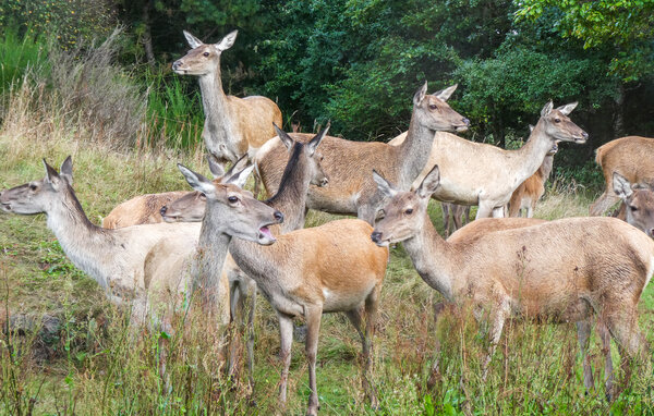 Semesterlägenhet - Fjellerup , Danmark - D74201 109