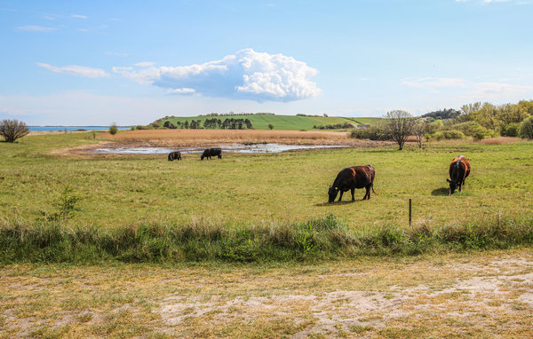 Semesterhus - Nordby , Danmark - D90009 9