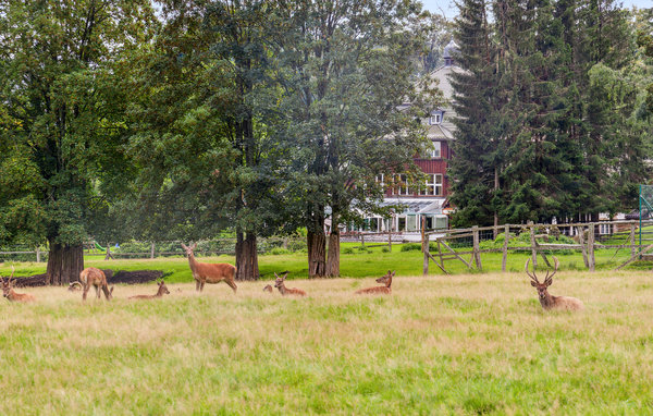 Ferienhaus - Benneckenstein, Oberharz , Deutschland - DAN476 908
