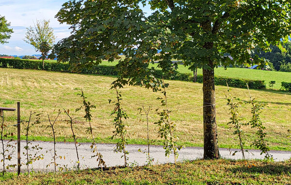 Vakantiehuis - Untergriesbach , Duitsland - DBA353 103
