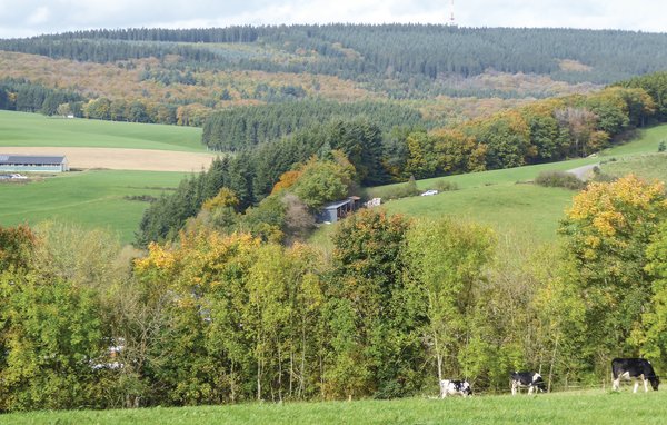 Ferienhaus Ferienhaus 2 Wolfschlucht