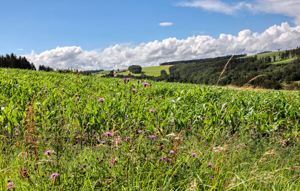 Apartamento - Irrhausen Eifel , Alemania - DEI309 905