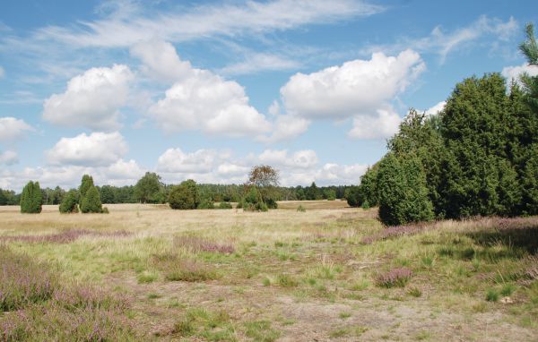 Domy wakacyjne - Faßberg , Niemcy - DLH206 901
