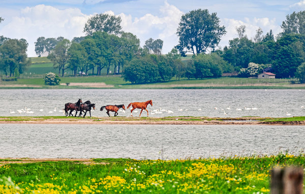 Ferienhaus - Boiensdorf , Deutschland - DMK881 8