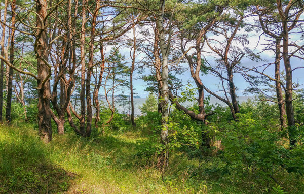 Ferienwohnung - Ostseebad Binz/ Prora , Deutschland - DMR446 904
