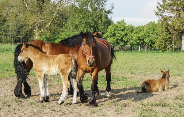 Vakantiehuis Reetdachhaus Kiek in` Wald