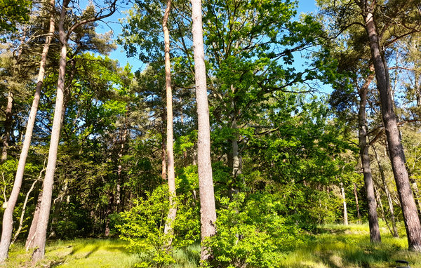 Vakantiehuis Reetdachhaus Kiek in` Wald