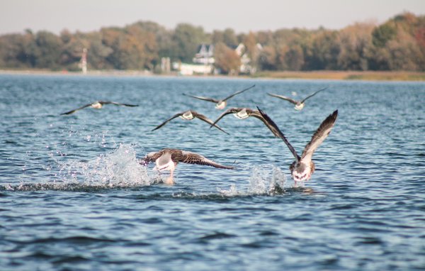 Semesterhus - Rechlin/Müritz , Tyskland - DMV755 905