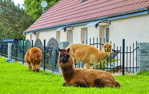 Ferienwohnung - Alpaka 3 Ferienwhg.- Schmatzin , Deutschland - DMV921 1