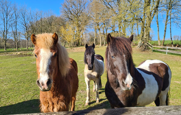 Ferienwohnung - Wingst , Deutschland - DNS361 7
