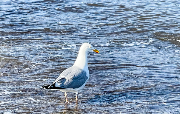 Dům 