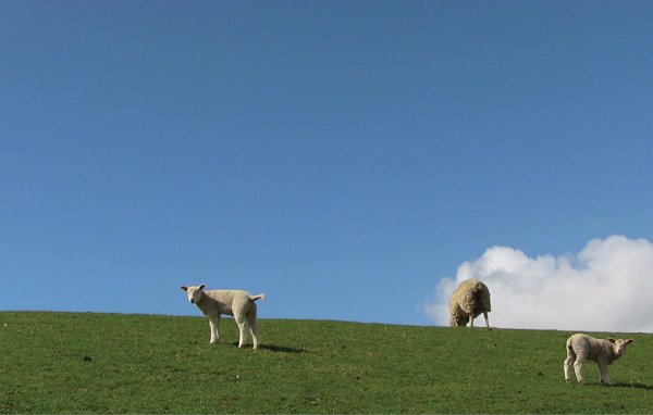 Feriebolig 