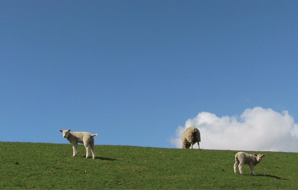 Feriebolig 